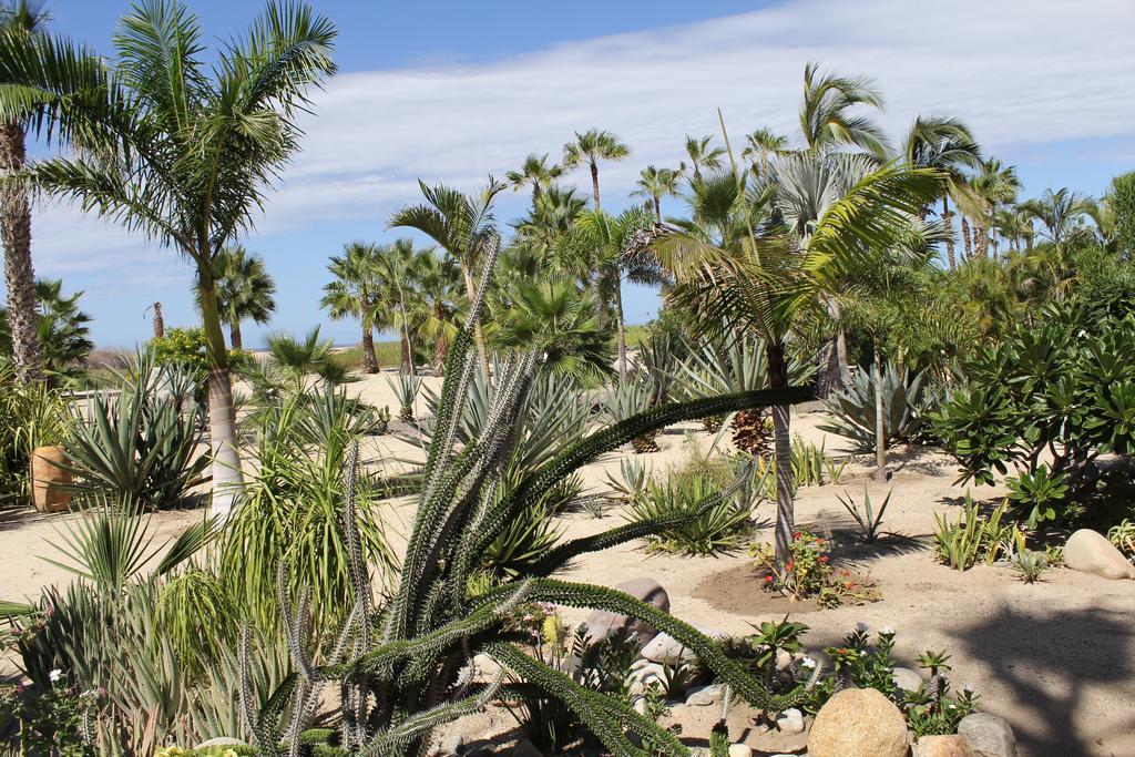 Hotel Posada La Poza Todos Santos Dış mekan fotoğraf